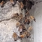 Honeybees