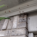 Honeybees_2