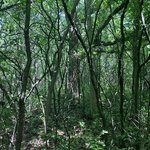 Oak Savanah Restoration