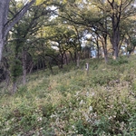 Oak Savanah Restoration Unit