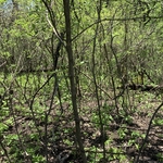 Oak Savanah Restoration