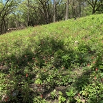 Brush Thicket Post Work Columbine Super Bloom