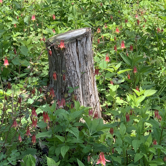Red Cedar Removal