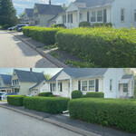 Hedge Trimming Job