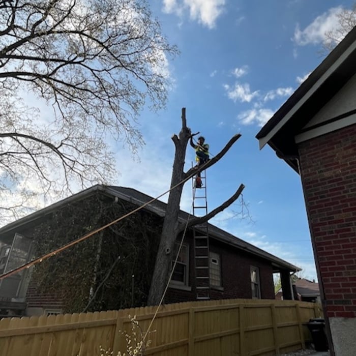 Tree Trimming