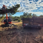 Tree Removal