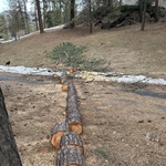 Medium pine tree down, limbed and bucked up.