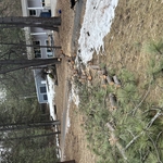 Medium pine tree down, limbed and bucked up.