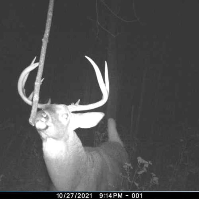 Another buck at the mock scrape