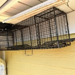Setting Raccoon Traps