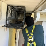 Raccoon Removal