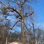 Large Tree Removel
