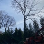 Tree Pruning