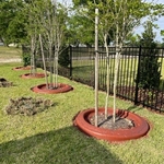 After - Multiple Tree Rings