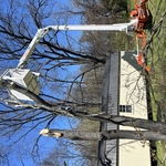 Tree Service