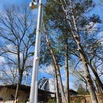Tree Removal