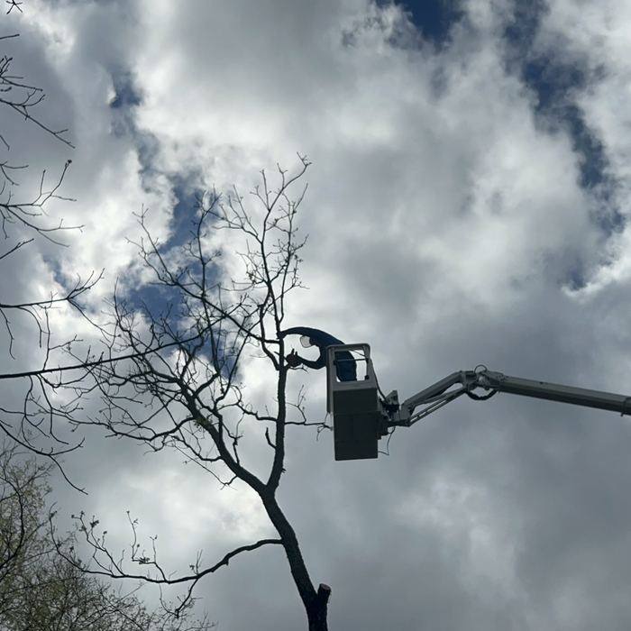 Tree removal