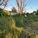 Yard Clean up