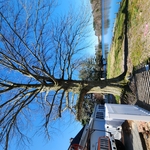 Standing tree