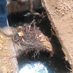 Root removals