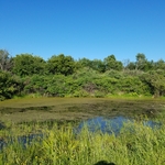 Pond