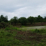 Pond