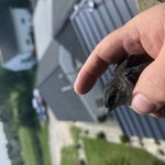 The release