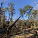 Tree and land clearing