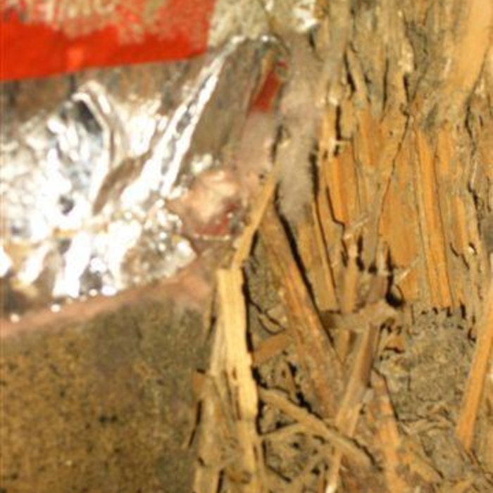 Closer look at Formosan Termite Damage