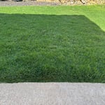 Bermuda after winter annual rye grass cover crop