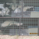 animals caught