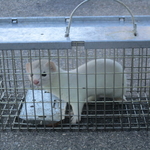 animals caught