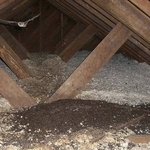bat poop