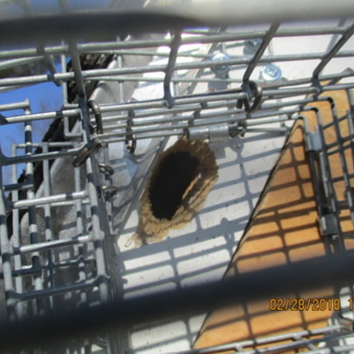 Flying Squirrels