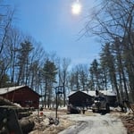 Large pine removals