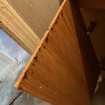 Roach infestation