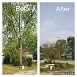 Residential Tree Work