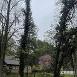 Tree Removal