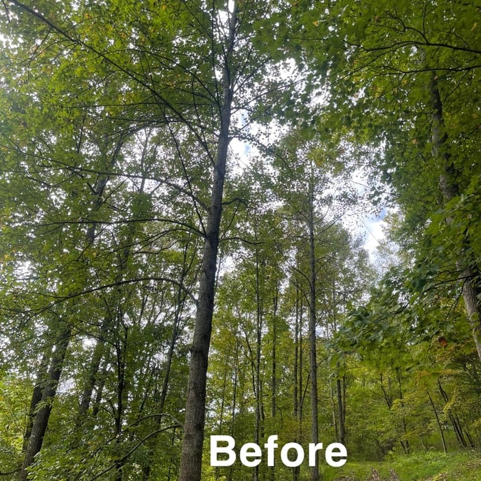 Tree Removal