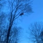 Tree Removal