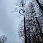 Tree Removal