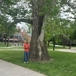Tree Work