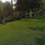 Multiple Trees