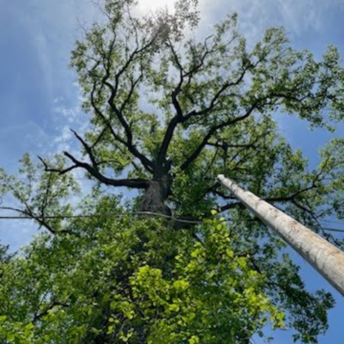 Tree by Utilities Lines