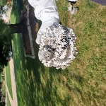black hornet nest