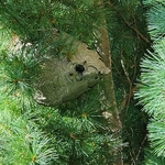 hornet nest