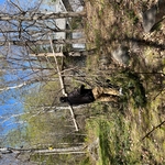 Limb Trimming