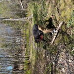 Tree Trimming