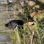 Tree Trimming