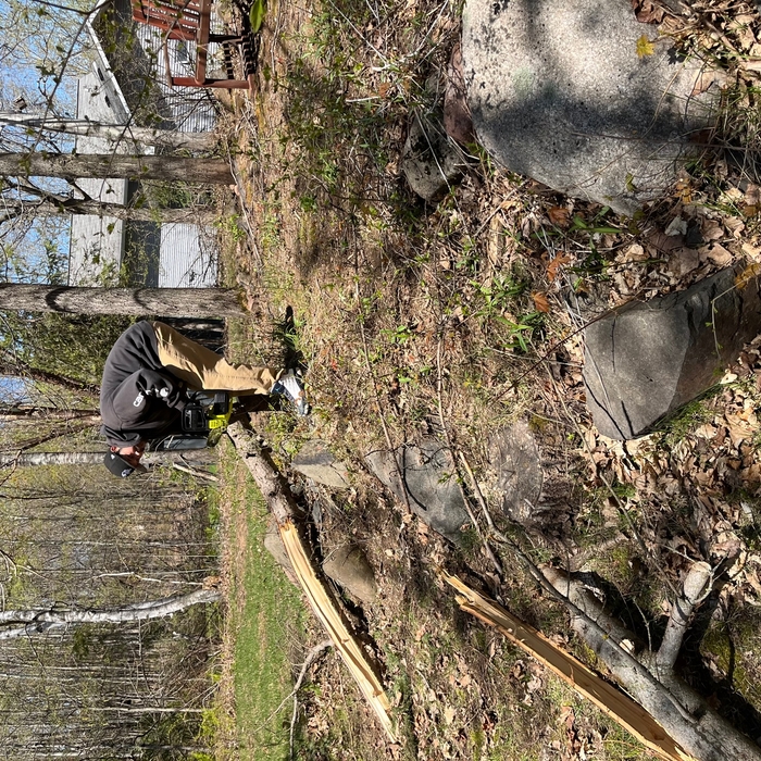 Tree Trimming